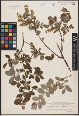 Salix aurita L. x Salix repens L. x Salix starkeana Willd.